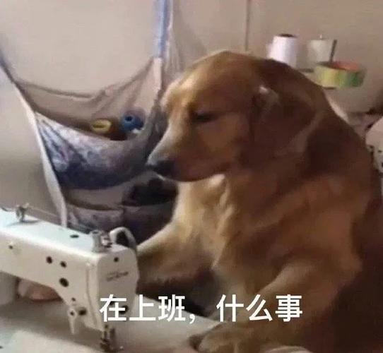 2025新澳门精准正版图库和女子为4只狗立遗嘱与女子为4只狗立遗嘱视频
