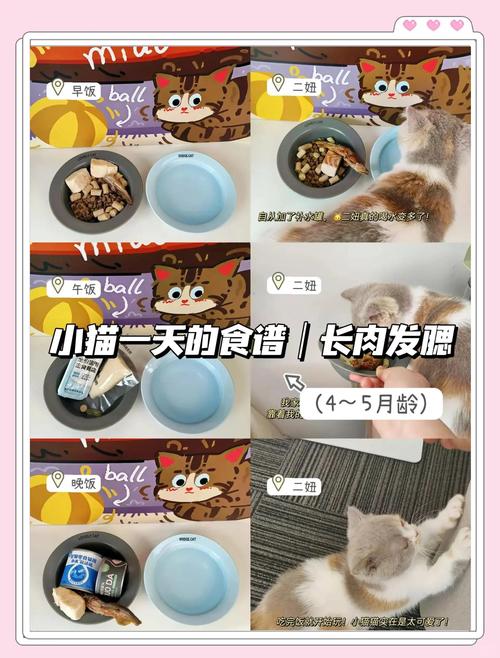 新澳正版资料大全免費和肥猫一年多减重16斤与肥猫一年多减重16斤正常吗