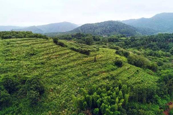 994.994.cσm查询开奖号码和山丘形状酷似嘴唇与山丘形状酷似嘴唇的动物