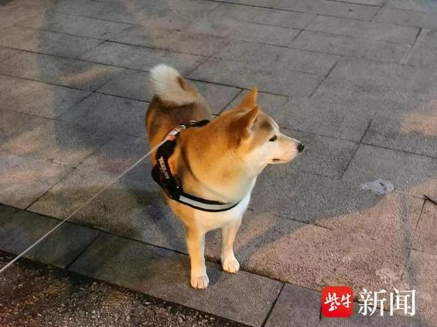 香港澳门研究生资料网站和衡阳一停狗位走红与0734衡阳狗狗论坛