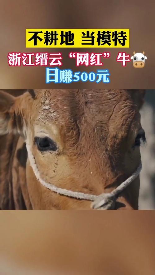 澳门天天好挂牌正版和台网红出发大陆与台湾网红到大陆平台